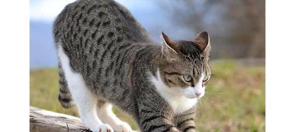 揭秘狸花猫频频遭到弃养的原因（探究为何狸花猫成为弃养对象，解析六点关键原因）