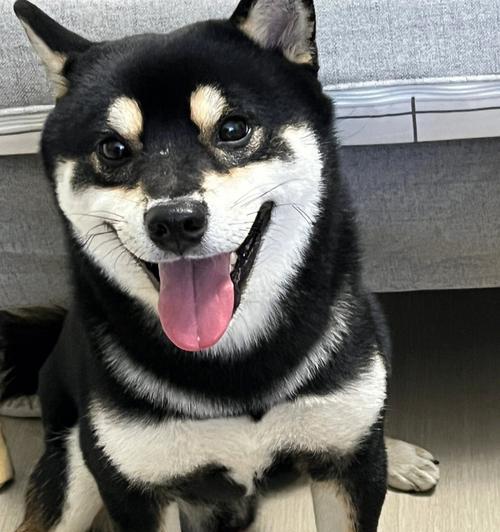 明星养柴犬的魅力（探索明星们与柴犬之间的深情厚谊）