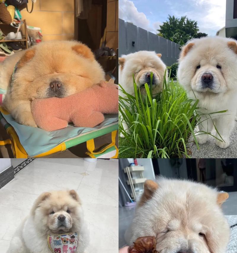 如何正确养护两个月大的松狮幼犬（喂食频率、营养摄入和健康状况）