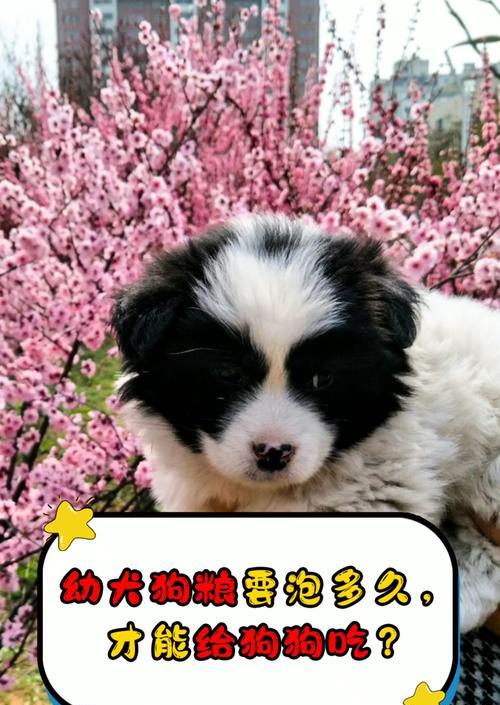 狗狗狗粮过敏的症状、持续时间和治疗方法（了解狗狗狗粮过敏的症状及治疗方法，有效缓解过敏问题）