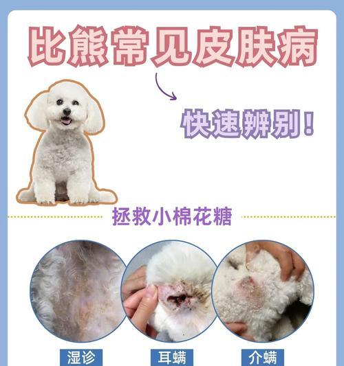 狗狗湿疹（了解为什么狗狗皮肤会起湿疹，如何有效治疗与应对）