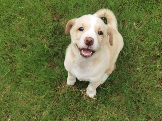 全球犬种大览（从阿富汗猎犬到约克夏梗，揭秘世界上最受欢迎的狗狗品种）