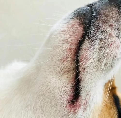 柯基感冒症状（详解柯基犬感冒的症状和如何预防）