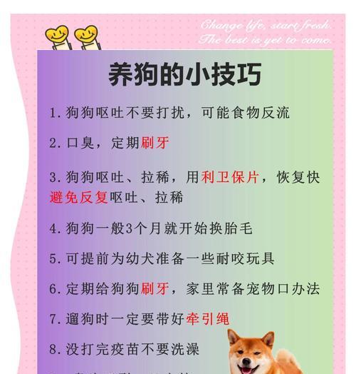 串串狗养护要点（保证基因优良、身体素质好的方法）