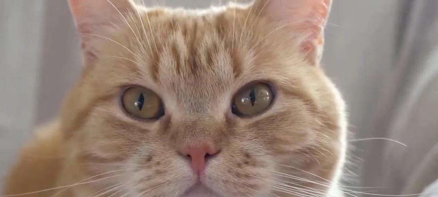 探秘以旺家的猫咪（以旺猫咪的个性、外貌与习性，揭秘猫咪宠物世界的精灵王子和公主）