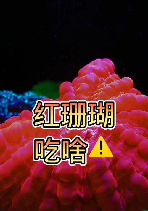 火焰仙的珊瑚饮食乐园（探索火焰仙喜爱的珊瑚美食，打开神秘的海洋大门）