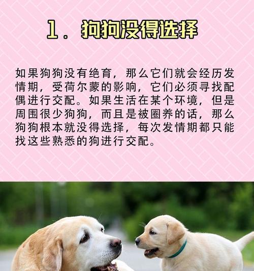 狗狗配种的注意事项和方法（了解狗狗配种前后的关键要点与健康保障）