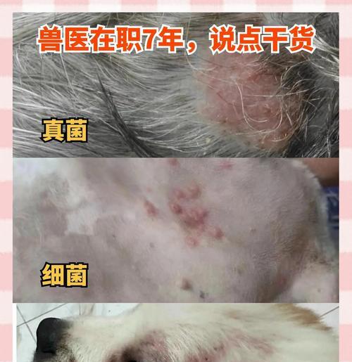 狗狗真菌结痂的康复时间及关键因素（了解真菌结痂康复时间的关键因素以及如何帮助狗狗恢复健康）