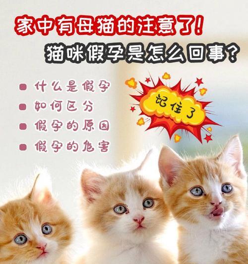 母猫假怀孕（了解母猫假怀孕，关注宠物健康）