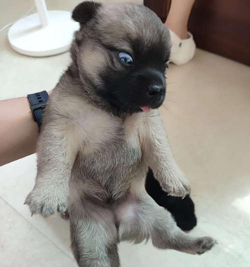 以土狗小型犬为主题的犬种介绍（了解土狗小型犬的不同品种及特点）