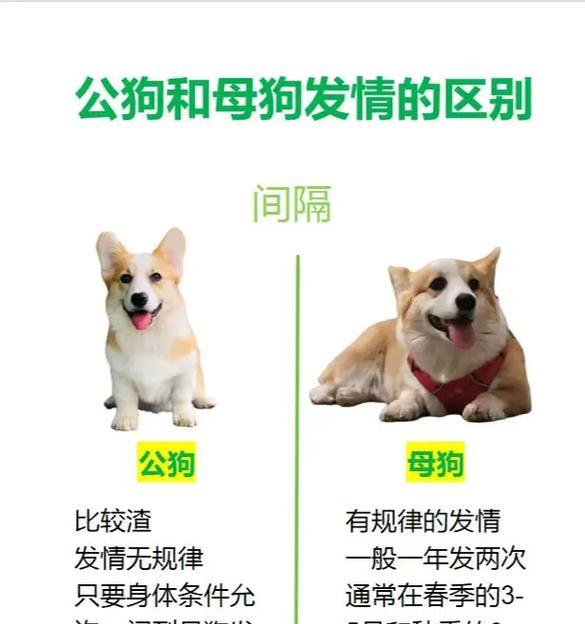 狗狗交配后公狗为何会被攻击？（了解攻击行为的原因及预防方法）