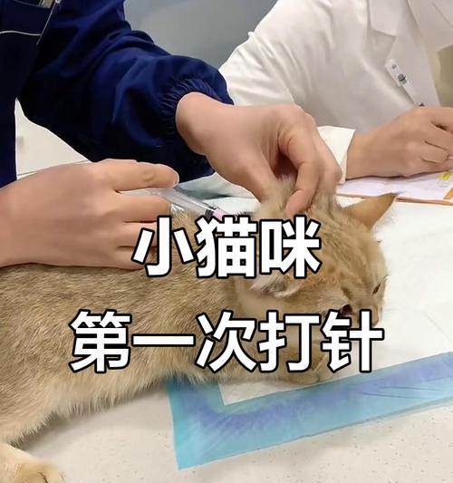小猫疫苗接种时间表（宠物猫疫苗接种的重要性及最佳时间选择）