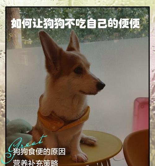 幼犬何时开始自主粑粑？（幼犬粑粑行为的发展及训练关键）
