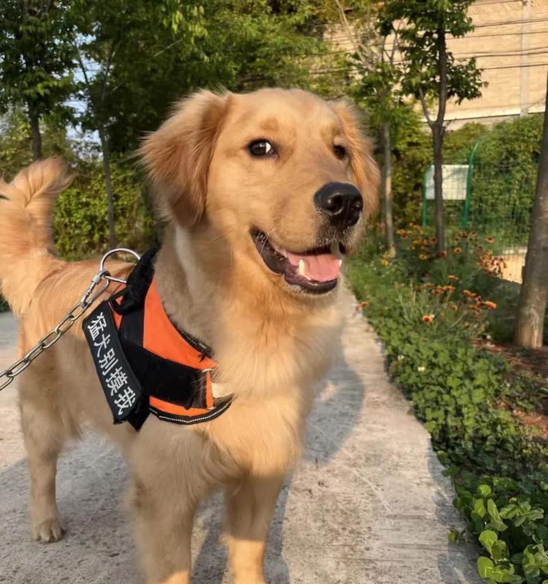 探秘英系金毛犬的独特特点（了解金色猎犬的性格、外貌和适应性）