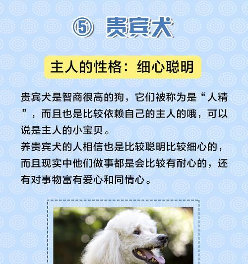 了解你家狗狗的性格类型（通过6个测试判断狗狗的性格特点）