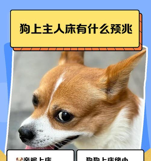 让狗狗上床睡觉，提供舒适与安全（为狗狗提供一个适合它的床，让它享受宁静的夜晚）