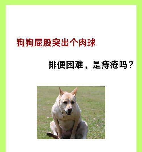 狗狗身上的恶臭，可能是肛门腺出问题！（了解肛门腺问题，让你的狗狗远离恶臭困扰）