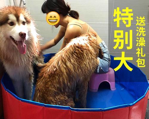 金毛犬洗澡的最佳时间及注意事项