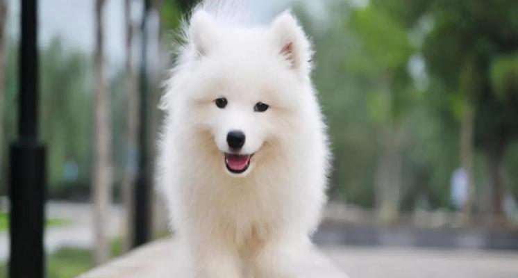 如何正确饲养萨摩耶犬（有效照顾萨摩耶犬的方法）