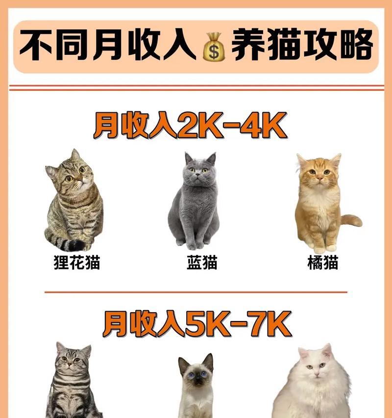 选择宠物猫应注意的事项（关于购买宠物猫的必要知识）
