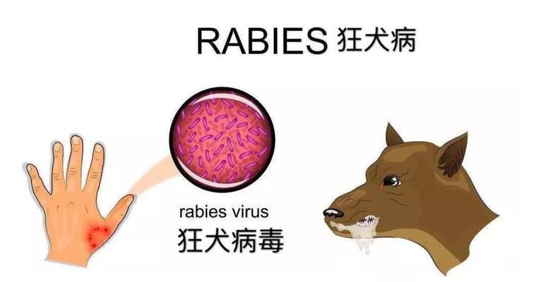 狗狗疯狂发狂犬病？！——了解狗狗发狂犬病的症状与防控（深入了解狗狗发狂犬病的常见症状及应对措施）