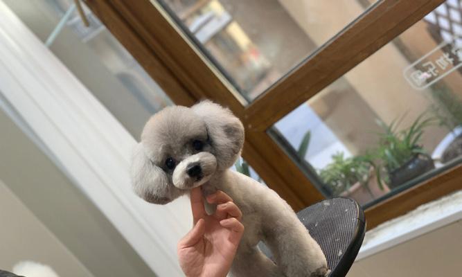 泰迪犬美容的必备知识（掌握这些美容技巧，让你的泰迪犬焕发魅力）