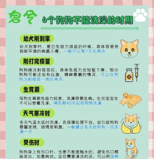 狗配完了多久可以洗澡？（探索狗配完后的洗澡时间，保护宠物健康与幸福）
