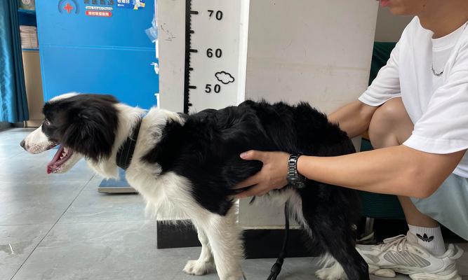 边牧生下狗狗后多久能保持干净？（了解边牧生育后的清洁时间和方法）