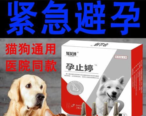 金毛犬的针剂接种指南（全面了解金毛犬的必要针剂接种）