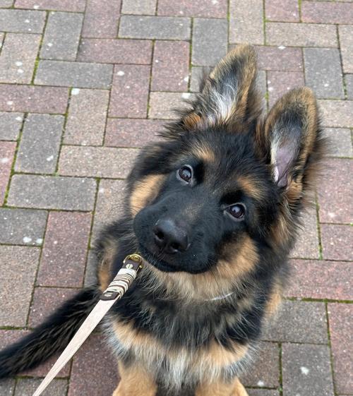 以德牧（探秘德国牧羊犬的8大优点，为何人们宠爱有加）