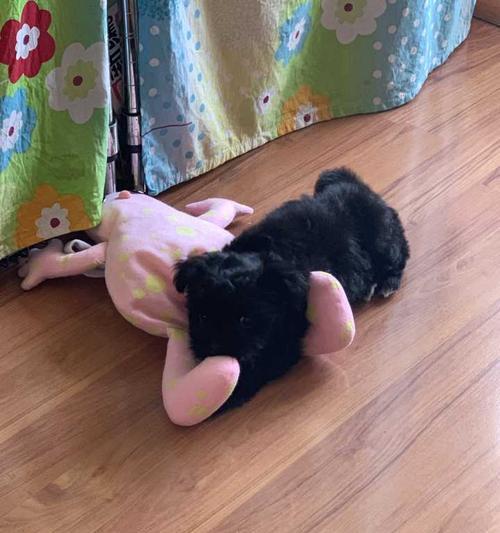 母泰迪犬生理期的照顾指南（了解母泰迪生理周期及正确照料方式）