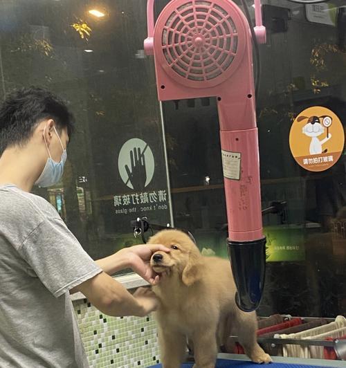 狗打了狂犬疫苗后多久能洗澡？（疫苗注射后的洗澡时间和注意事项）