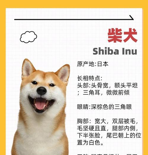 为什么这么多人喜欢养柴犬？（探索柴犬受欢迎的原因及其价格）