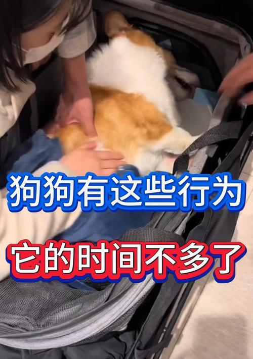 危害狗狗性命的七大行为，千万别再做了！（保护毛孩，拒绝这七个危险行为）