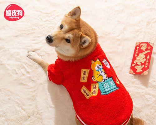 中型犬宠物的选择与养护（探索适合家庭的中型犬品种，带给你忠诚和陪伴）