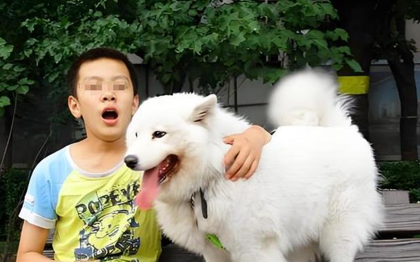狗狗坐姿时间的控制和注意事项