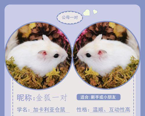 金狐仓鼠养育指南（揭秘金狐仓鼠的成长速度和关键阶段）