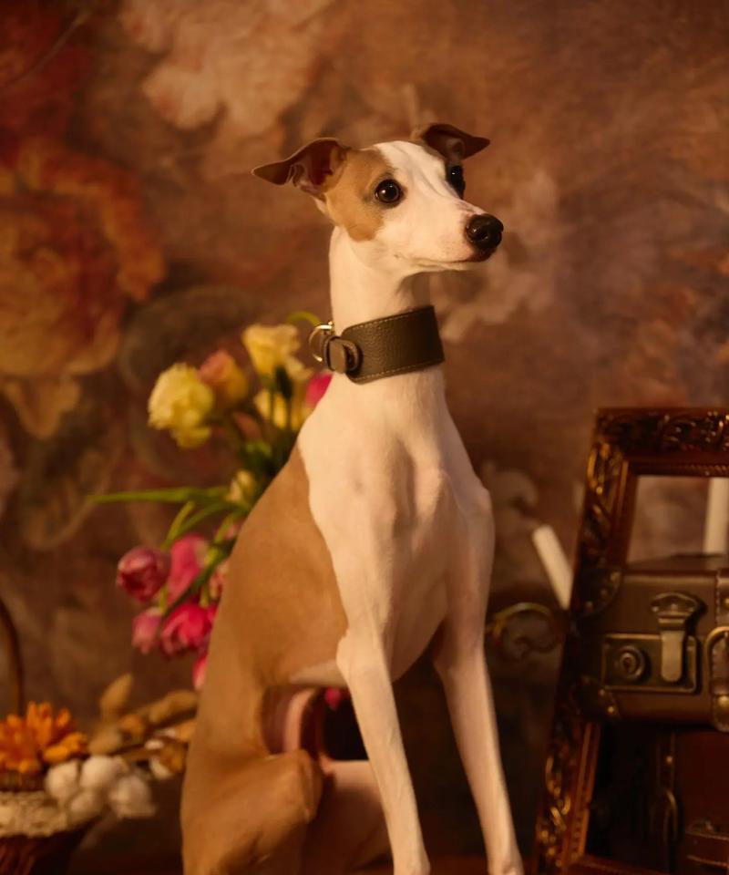 如何选择一条优秀的格力犬灵缇犬（格力犬灵缇犬选购指南及关键要点）