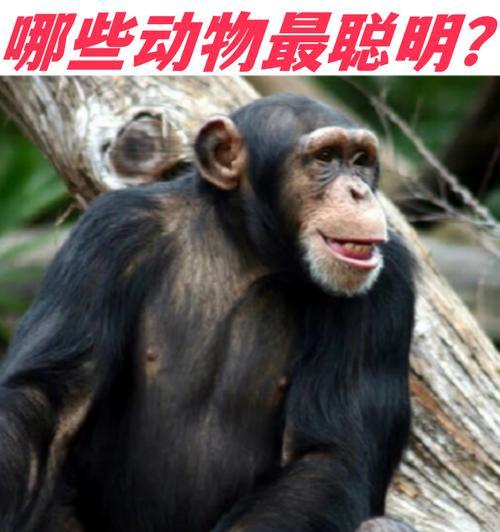世界上最聪明的十种动物，你绝对猜不到的几个！（揭秘智商超高的动物，让你大开眼界！）