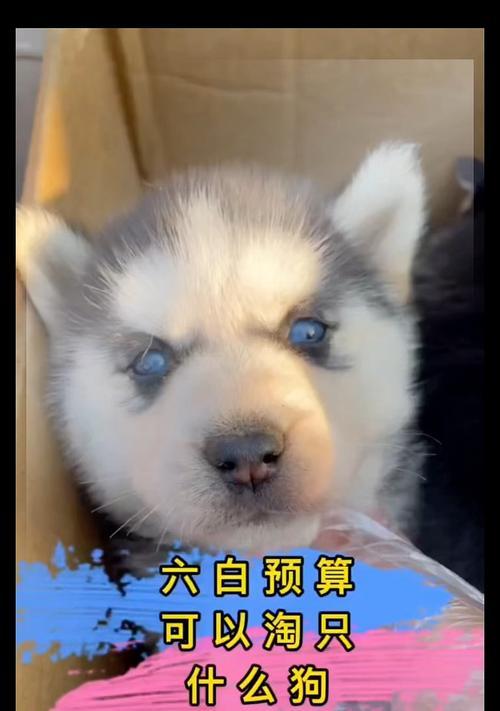 网购哈士奇（500块网购的疑惑，是什么品种的哈士奇？）