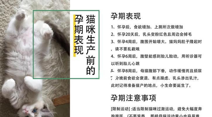 猫的繁殖周期及再次怀孕时间（探索猫咪产后恢复期和再次发情周期的关键因素）