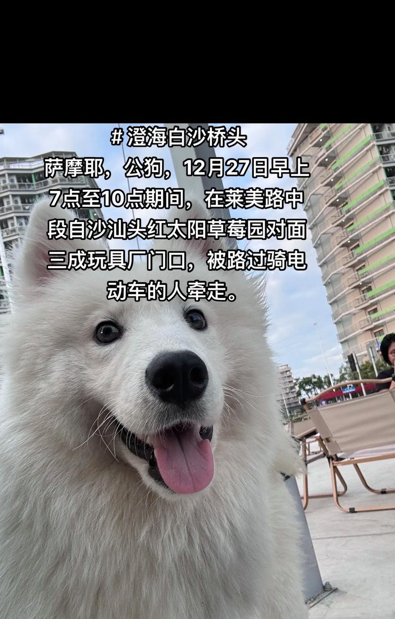 公萨摩耶配种的最佳时机与时间要求（以公萨摩耶养多久可进行配种？公萨摩耶配种的适宜年龄与时期）