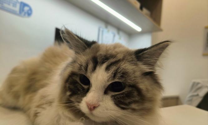 宠物猫的标准体重及超重问题（了解六种常见宠物猫的标准体重，判断你家猫是否超重）
