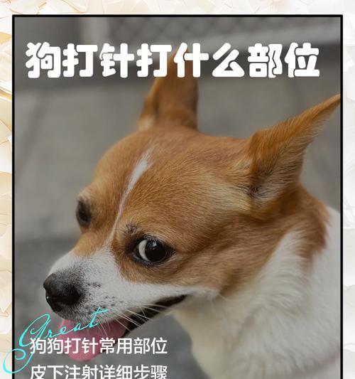 狗狗第二年育苗指南（详解狗狗第二年需要打的育苗及注意事项）