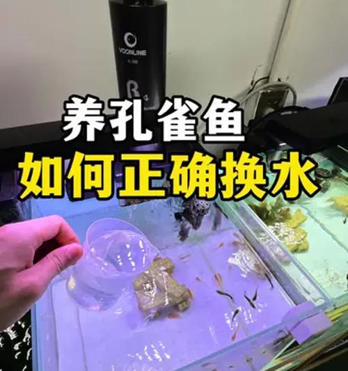 正确选择孔雀鱼饵料的方法（如何为孔雀鱼选择合适的饵料）