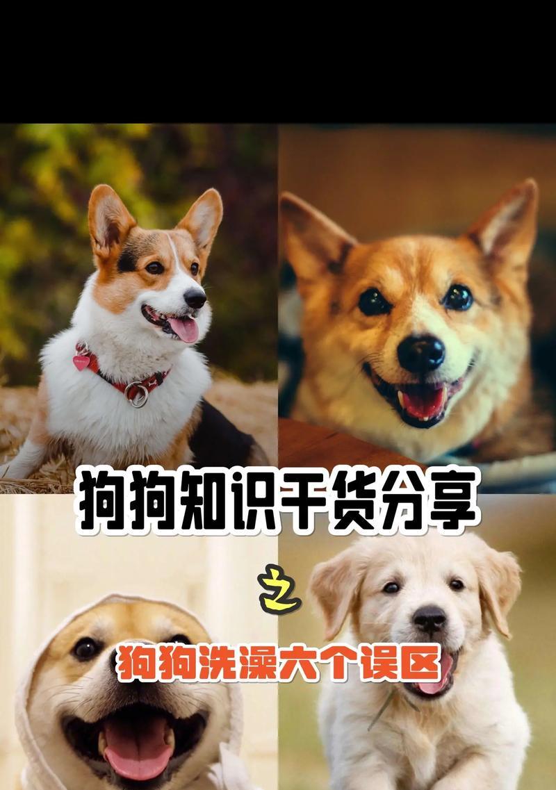 狗狗吃饭多久可以洗澡（洗澡时间的重要性及合适的间隔）