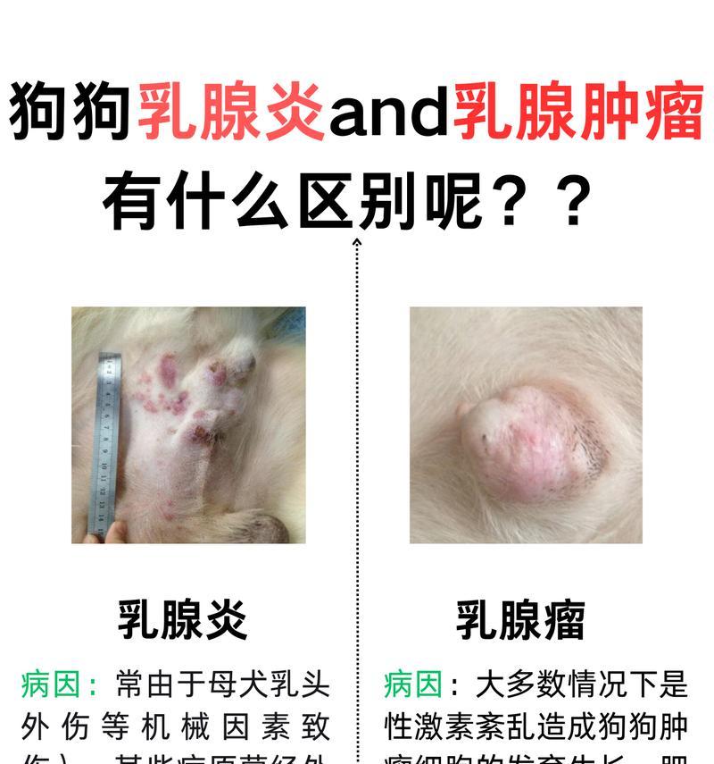 狗狗乳房发炎的症状及处理方法（详解乳房发炎症状，让你做个狗狗的贴心主人）
