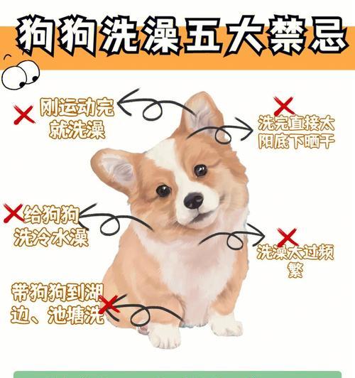 正确洗澡的步骤，让你的狗狗爽快洁净！（学习如何给你的狗狗洗澡，有效清洁毛发及皮肤。）