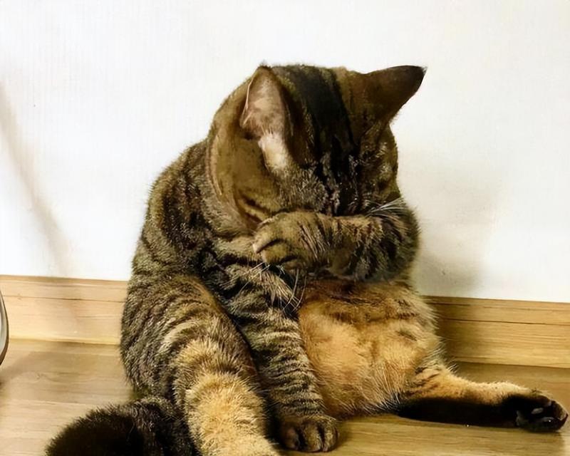 猫咪惨叫的暗示及解读（揭秘猫咪惨叫背后的隐含意义）