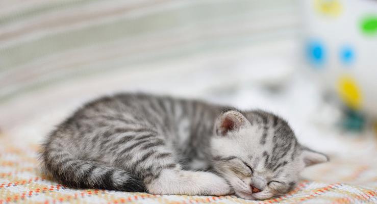 猫咪的睡眠需求及正常睡眠时间（探究猫咪的睡眠习惯以及影响其睡眠的因素）